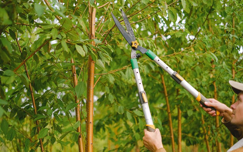 Tree trimming in Fenton, IA